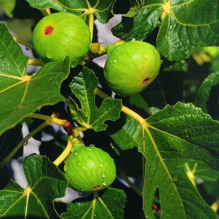 Dubrovnik figs