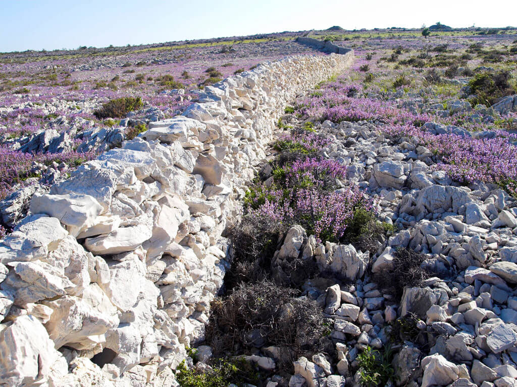 Kvarner lavanda velden