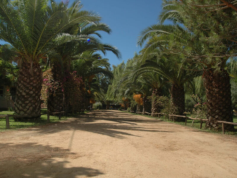 Campingscrixedda Palmen