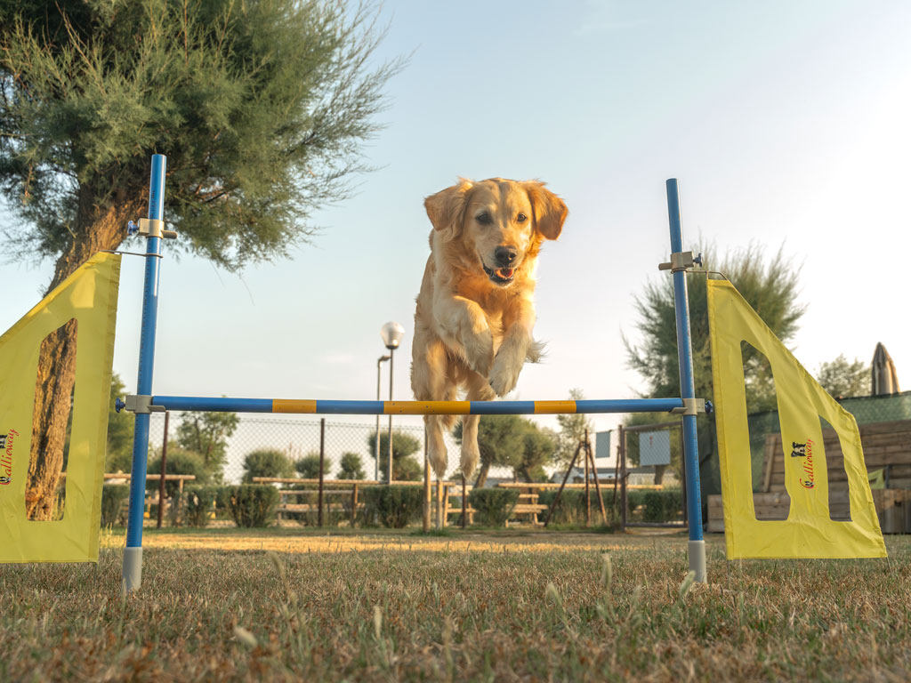 Spina Family Camping Village Dog