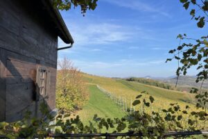 Vineyards in Hrvatsko Zagorje