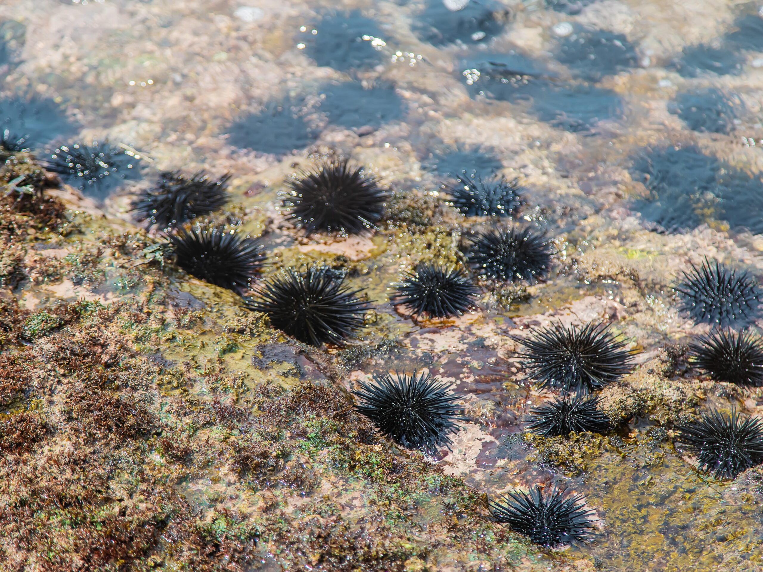 Sea urchins in the sea.