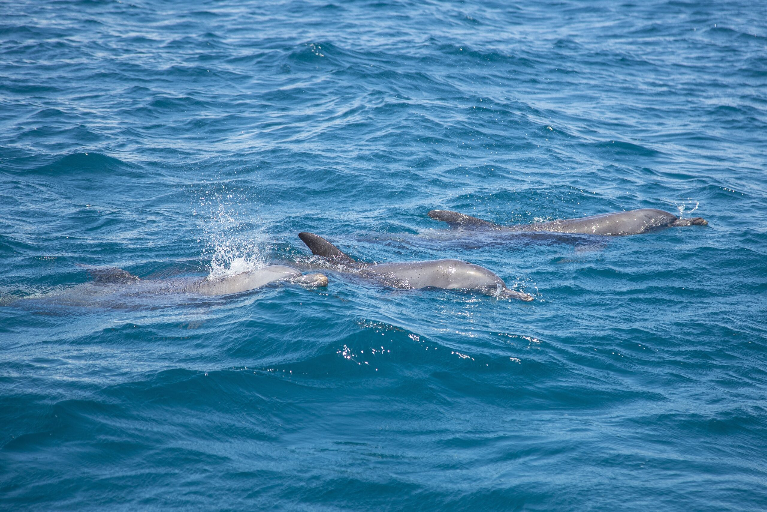 A swarm of dolphins swimming in the sea