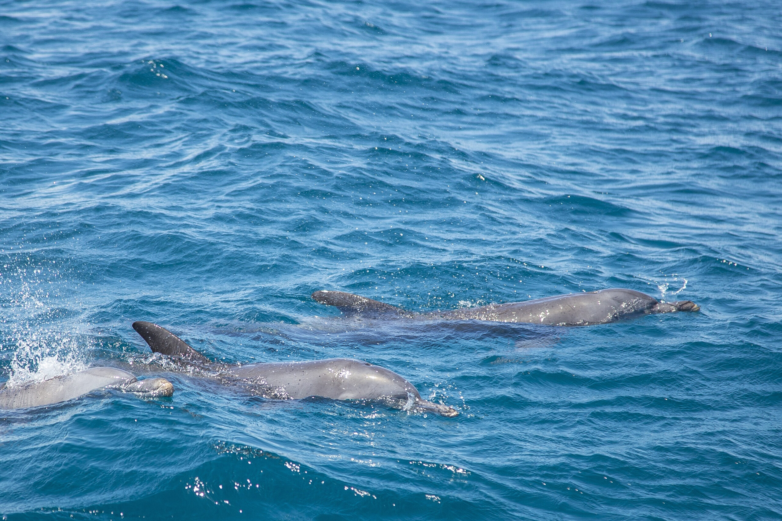 Dolphins swimming in the sea