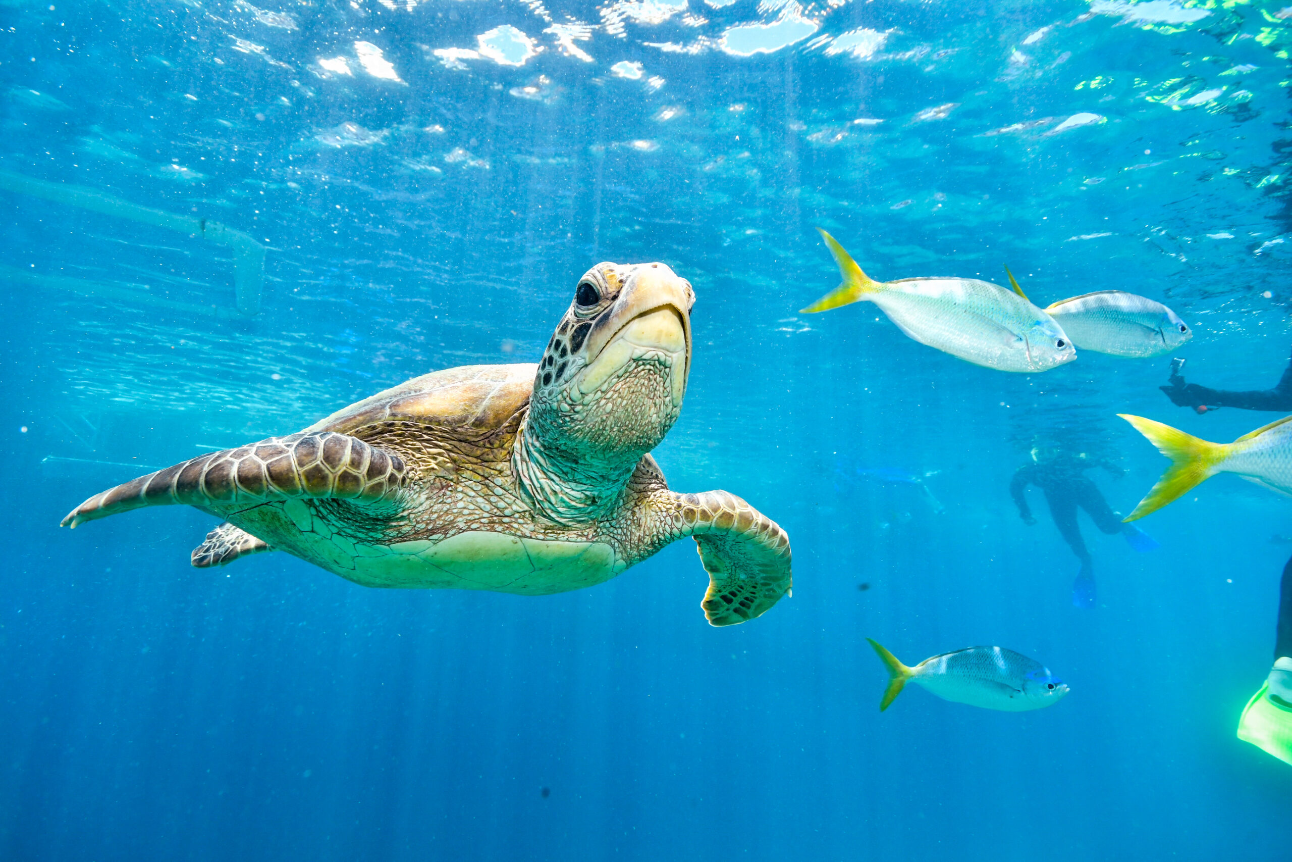Green turtle in the sea