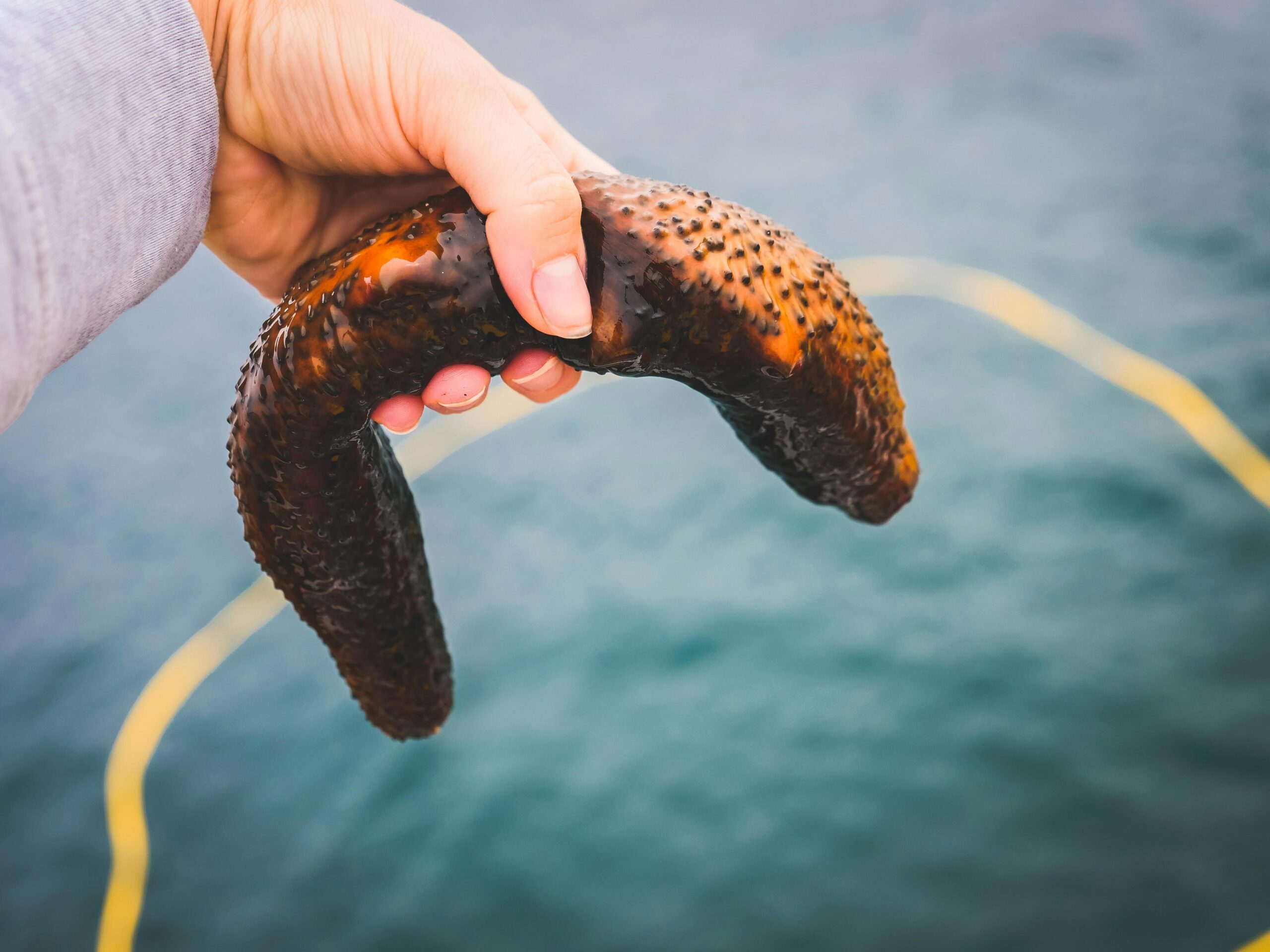 Sea cucumber taken out of the sea