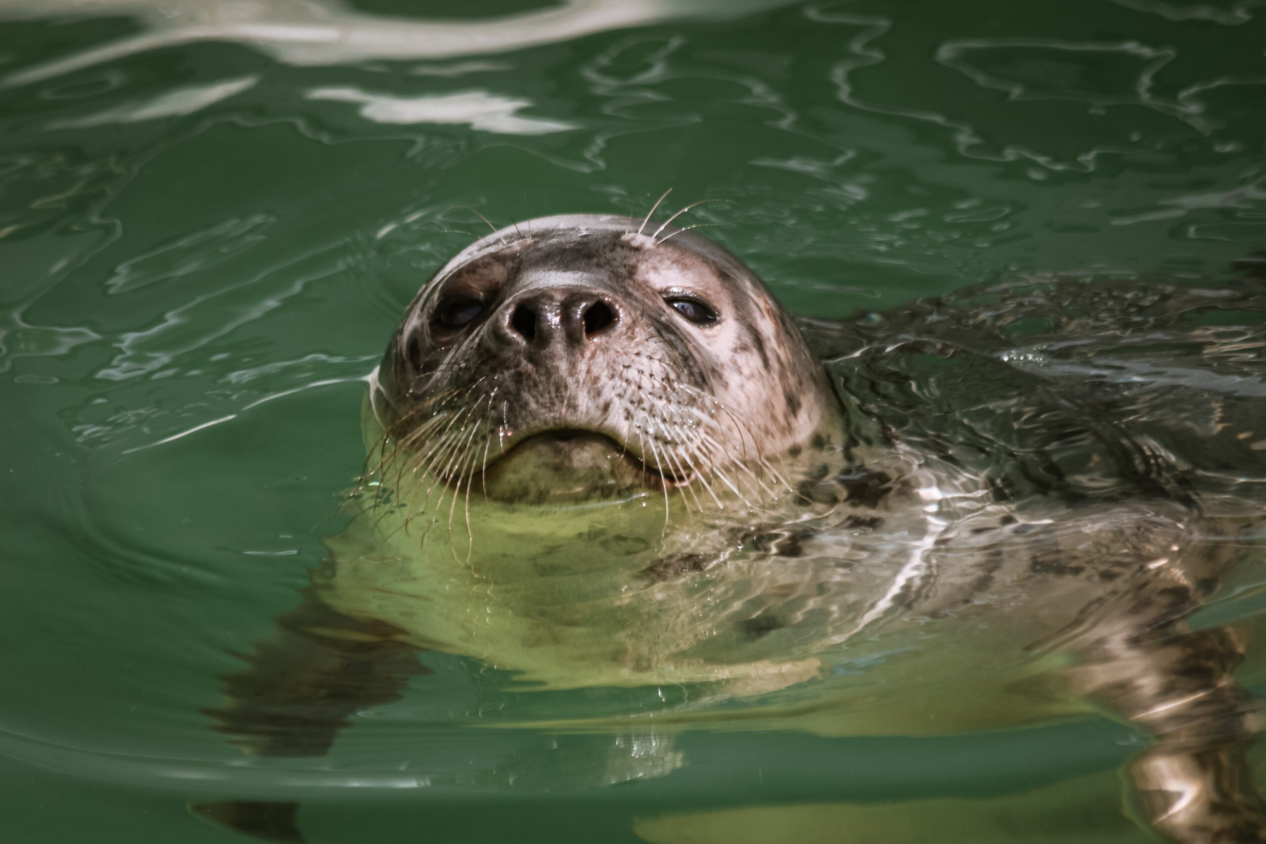 Sea lion swimming in the sea